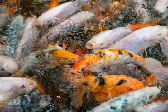 many carp fish popple in pond