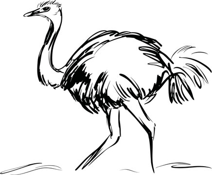 Sketch of an ostrich walking with detailed feathers and long legs in black ink drawing