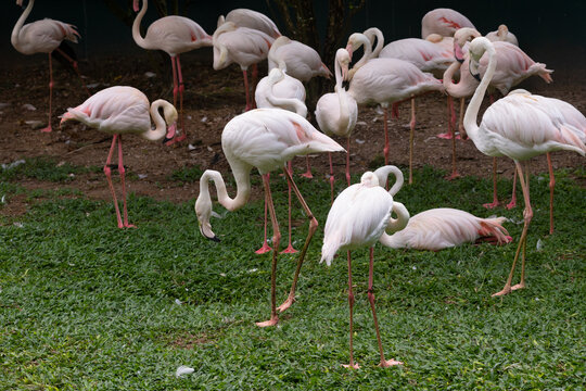 greater flamingos