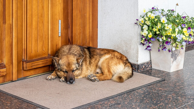 Large dog sleeping on mat near wooden house door next to flower pot cozy home scene with natural lighting