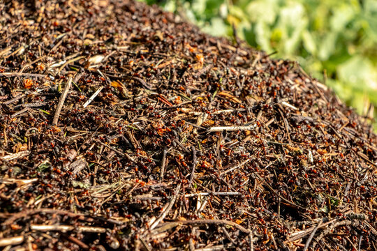 Large anthill in forest with thousands of ants in motion natural texture of twigs and needles under bright sunlight