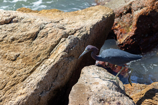 Little blue heron on Coastal Rocks with Ocean Waves Crashing	