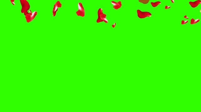 Flying red rose petals on a green screen chroma key. Cartoon animation of spring flowers flying, love. Valentine's Day footage. looped video