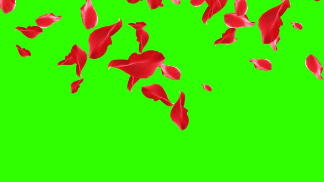 Flying red rose petals on a green screen chroma key. Cartoon animation of spring flowers flying, love. Valentine's Day footage. looped video