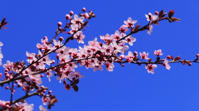 Blooming cherry blossom branch with pink buds swaying in the wind against blue sky, spring nature background, delicate sakura flowers in motion, seasonal bloom, soft floral scene, tranquil outdoor