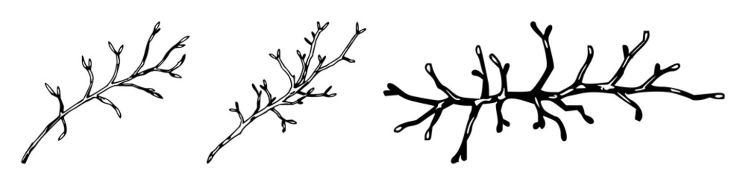 Algae strand set with sketchy organic illustration featuring microscopic detail, line art, botanical style with white background and green hues