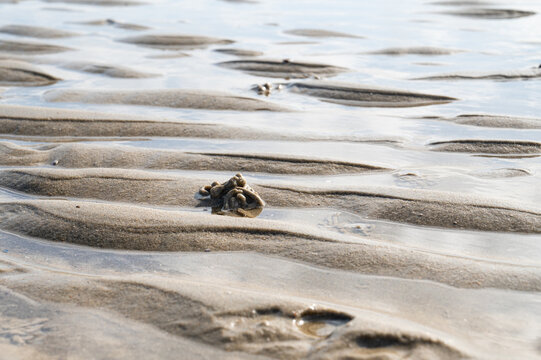 Wadden sea low ebb tide, blow lugworm, Arenicola marina or sandworm, sand ripples on sandy beach, sedimentary rock, shallow water, North Sea