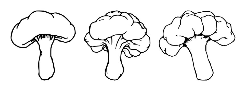 Bread mold set with hand-drawn line art and white background featuring rhizopus, fungi, illustrations with biology and microscopy