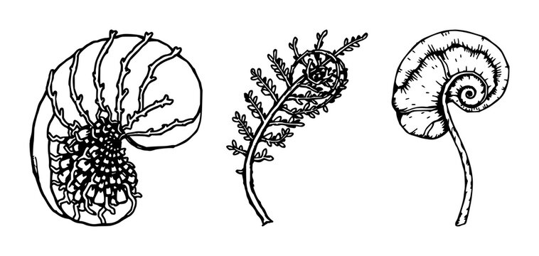 Fern spore case set with detailed hand-inked organic illustration featuring spores, botanical detail, line art with minimalist style and white background