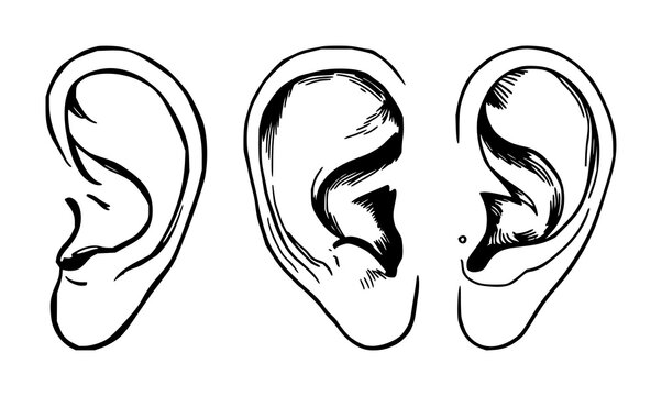 Human ear canal anatomy set with detailed hand-drawn line art featuring human ear, inner ear, cartilaginous structure with labels and anatomy