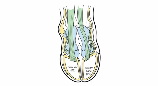 Anatomy of the human eye bulb.