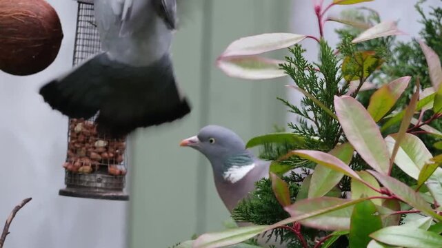 The common wood pigeon (Columba palumbus), also known simply as the wood pigeon, is a large pigeon native to the western Palearctic.