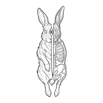 Split anatomy rabbit coloring page isolated on white background