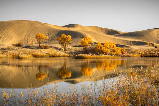 Golden Populus Euphratica Forest Reflected in Lake, Lop Nur Wetland, Yuli, Xinjiang, China