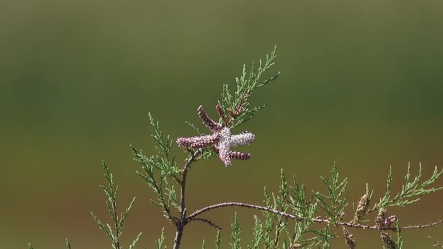 Close up of pink Tamarisk flowers blooming on green branch in Cyprus, Tamarix tree, 4k static shot
