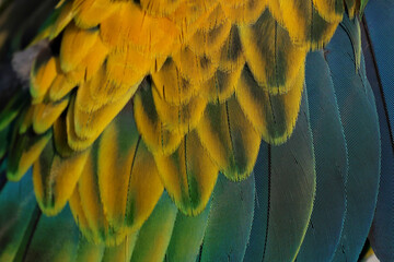 Beautiful macaw parrot feathers background. © Passakorn