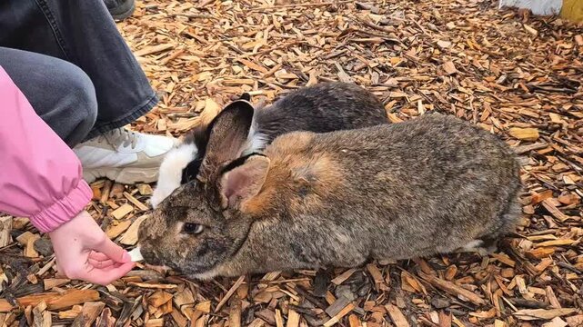 A child is feeding carrots to gray rabbits.