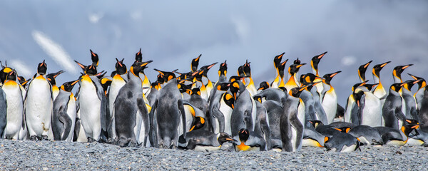 King penguins on South Georgia island near Antarctica. © Ron van der Stappen
