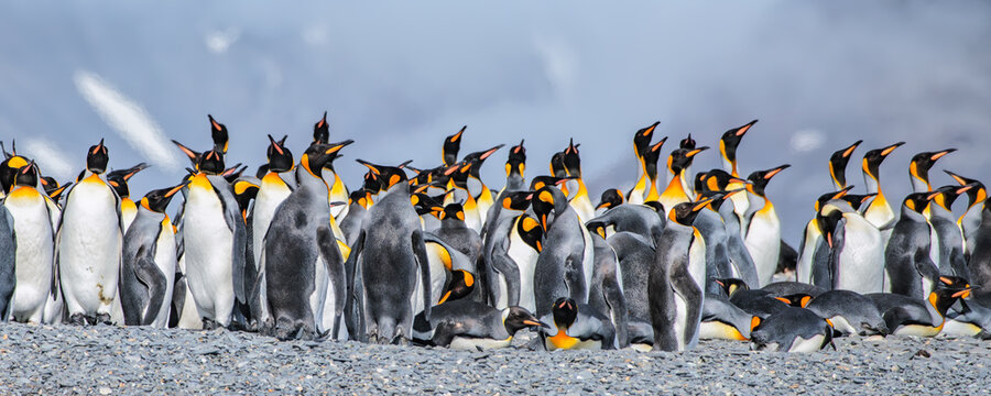 King penguins on South Georgia island near Antarctica.