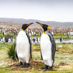 Obraz premium King penguins on South Georgia island near Antarctica.