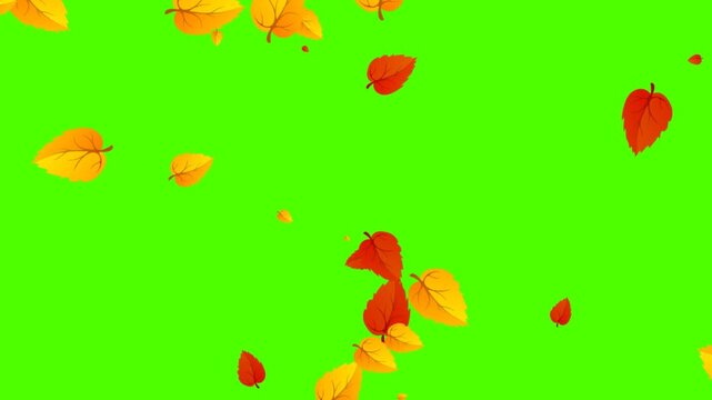 Yellow autumn leaves fly across a green screen chroma key. Cartoon animation of autumn, leaf fall, alpha channel