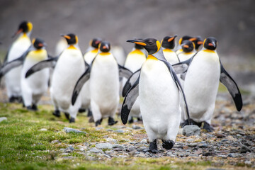 Fototapeta premium King penguins on South Georgia island near Antarctica.