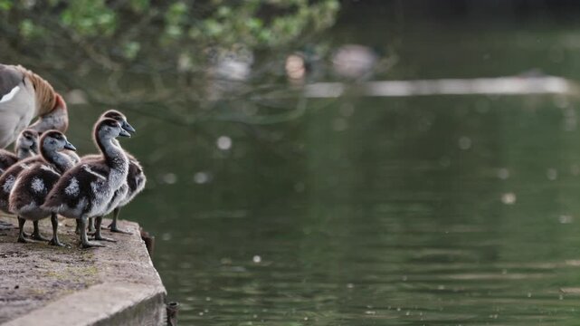 egyptian goose family with goslings