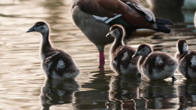 Goslings in pond preening