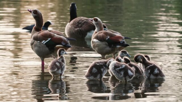 Goslings in pond preening