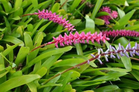 Aechmea gamosepala bromelia r&oacute;żowo-fioletowy kwiatostan zbliżenie ogr&oacute;d botaniczny