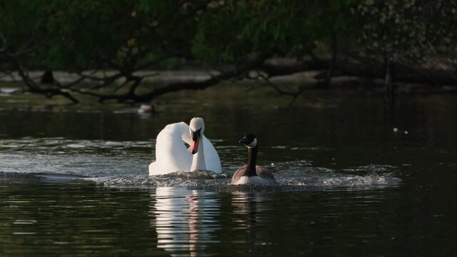 swan on the lake attacking canada goose
