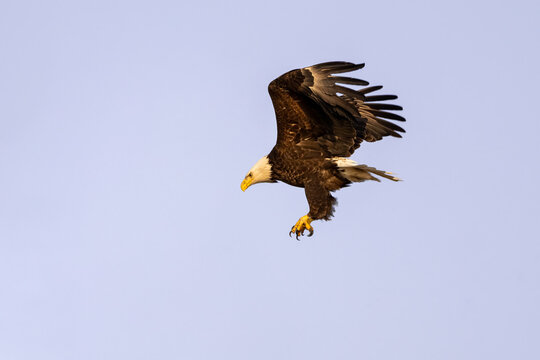 Bald eagle banking in flight with talons extended against a pale sky