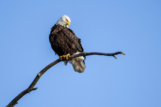 Bald eagle perched on a branch looking downward against a clear blue sky
