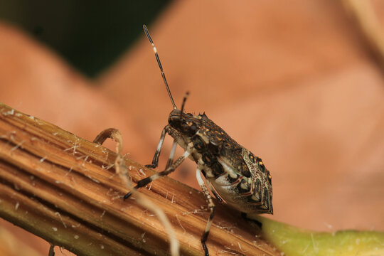 Halyomorpha Halys insect macro photo	