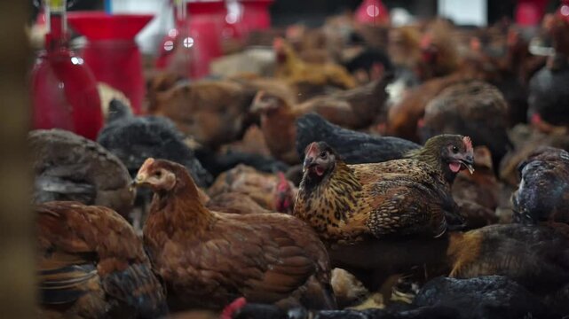 Indian Poultry Farm Interior with Desi Chicken Breeds and Red Feeders. Domestic Chicken Farming in Rural India with Professional Livestock Setup. Indian Chicken Farming.