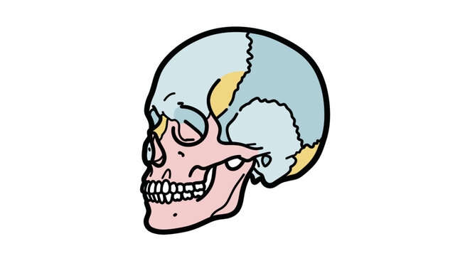 Cartoon human skull side view.