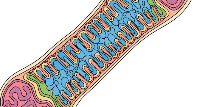 Detailed illustration of Mitochondria structure.