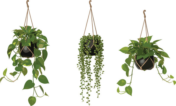 Collection of three indoor hanging plants including pothos and string of pearls in macrame hangers isolated on a white background.