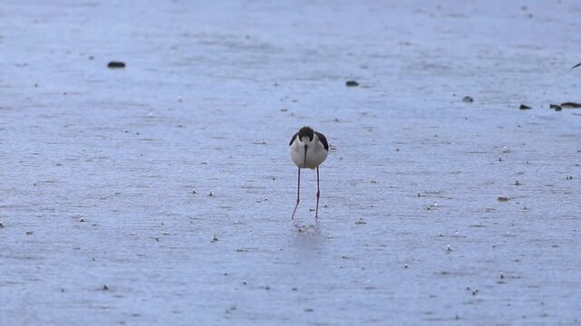 Black-winged Stilt walking in shallow water during spring in Cyprus, Himantopus himantopus, 4k