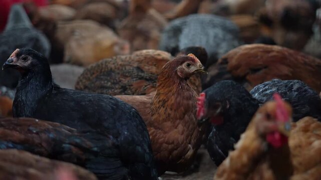 Group of Chickens Eating Feed in Poultry House. Industrial Poultry Farm with Chickens Feeding. Indian Chicken Farming in Poultry House Food Production Concept.