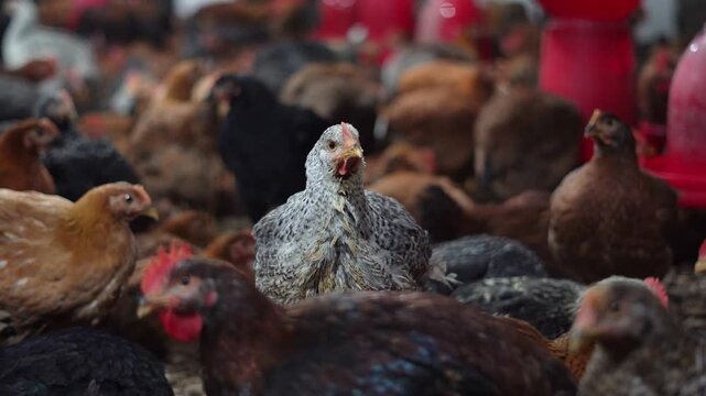 Grey and White Hen Looking at Camera in Crowded Indian Poultry Farm. Diverse Breed Chickens in Commercial Poultry House Shed. Livestock Management of Mixed Breed Chickens in Large Scale Poultry Shed.