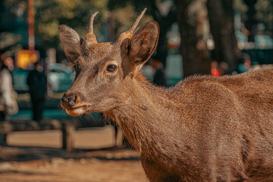 Joven ciervo de nara caminando en el parque