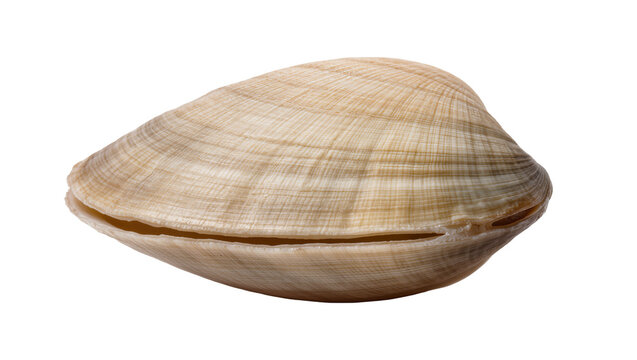 Natural beige clam shell with concentric lines, isolated on transparent background