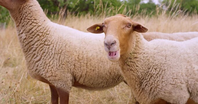 Close up of a brown sheep chewing on dry grass in a summer pasture at a rural farm