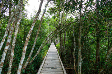 Obraz premium Tanjung Puting National Park Tropical Rainforest and River Landscape in Borneo