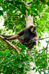 Fototapeta premium Agile Bornean White bearded Gibbon Swinging in Tanjung Puting National Park