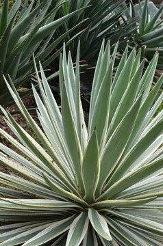 Agave americana variegata rozetka agawy zielono-kremowe liście