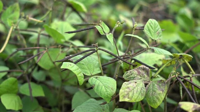 Ripe Mung Bean Pods on Green Plant in Agricultural Field. Green Gram Vigna Radiata Crops Ready for Harvest. Sustainable Pulse Farming Featuring Ripe Green Gram Cultivation.
