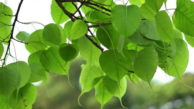Bodhi Tree Foliage with Vibrant Green Texture in Nature. Sacred Fig Peepal Tree Foliage with Sunlight Filtering Through. Peepal Tree Branch with Green Leaves Moving Naturally Outdoors.