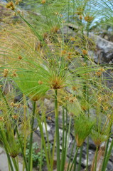 Cyperus papyrus papirus roślina wodna parasolowate kwiatostany © Ewa